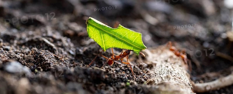 Leafcutter ants carrying leaves, ant trail, Tortuguero National Park, Costa Rica, Central America