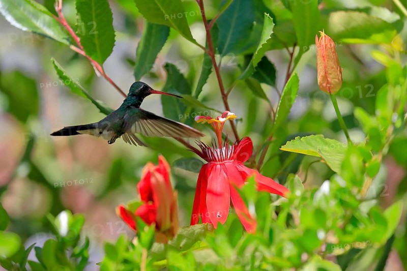 Broad-billed hummingbird (Cynanthus latirostris), adult, male, flying, on flower, foraging, Sonoran Desert, Arizona, North America, USA, North America