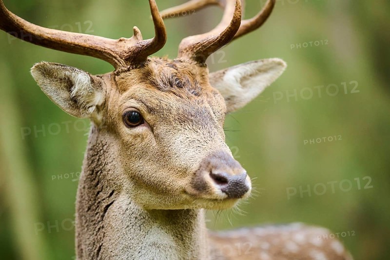 European fallow deer (Dama dama) stag in a forest, portrait, Bavaria, Germany, Europe