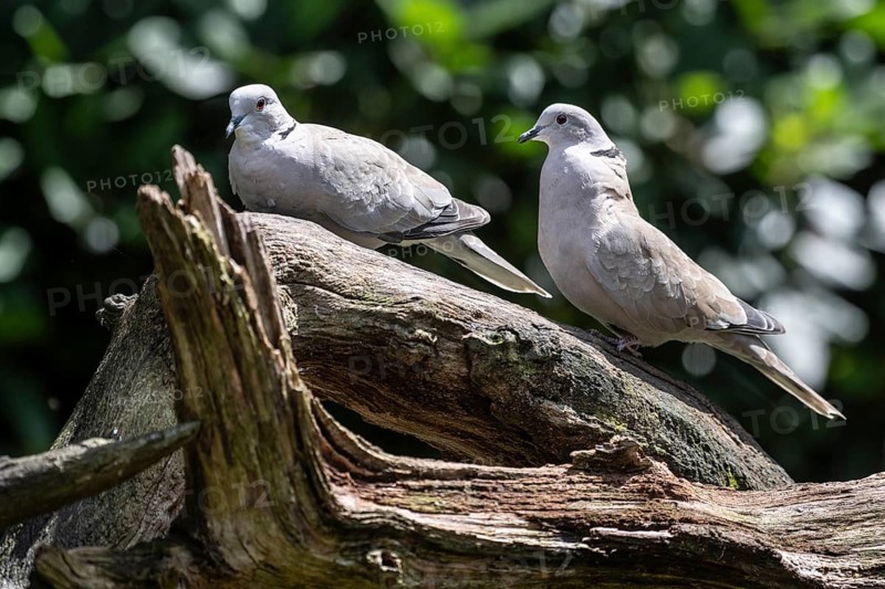 Eurasian collared doves (Streptopelia decaocto), Emsland, Lower Saxony, Germany, Europe