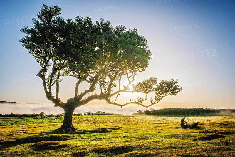 Centuries-old til trees in fantastic magical idyllic Fanal Laurisilva forest on sunset. Madeira island, Portugal, Europe