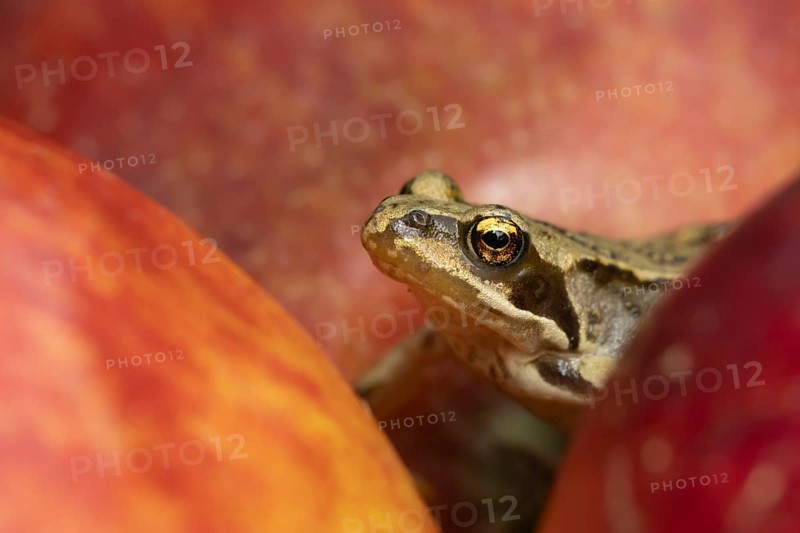 Common frog (Rana temporaria) adult amphibian climbing on a fallen apple fruit on a garden lawn in the summer, England, United Kingdom, Europe