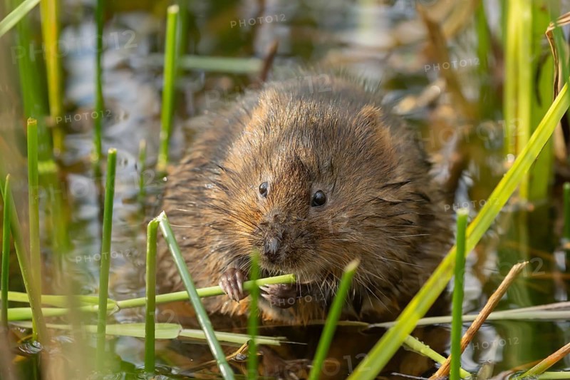 Water vole (Arvicola amphibius) adult rodent animal feeding on a reed leaf in a reedbed on a pond, England, United Kingdom, Europe