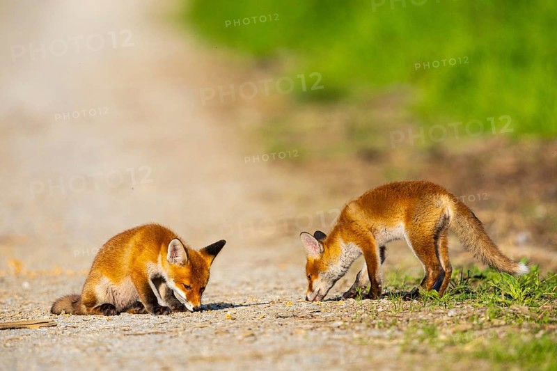 Fox (Vulpes vulpes) puppies Germany