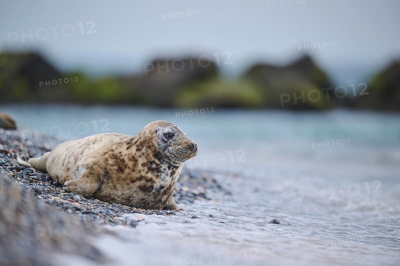 Grey seal (Halichoerus grypus) on the beach on the edge of the water with the sea in the background, Düne, Helgoland, Schleswig-Holstein, Germany, Europe