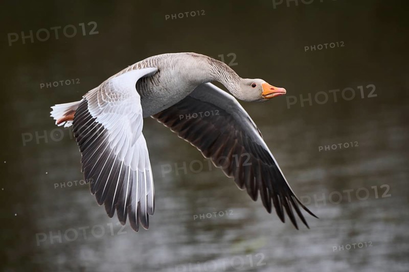 Graylag goose (Anser anser) strats flying from the water, Düne, Helgoland, Schleswig-Holstein, Germany, Europe