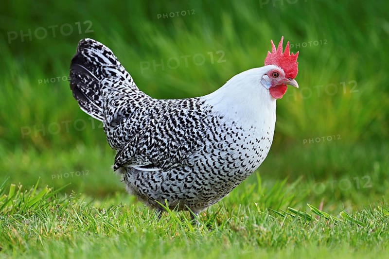 East Frisian Gull standing in a meadow, chicken breed with good utilisation characteristics, Texel, North Holland, Netherlands