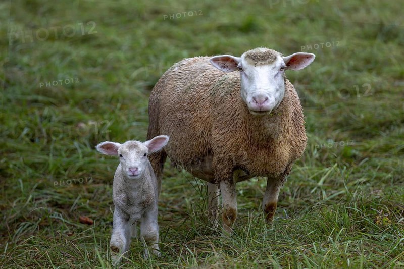 Mother sheep standing in the pasture with her lamb