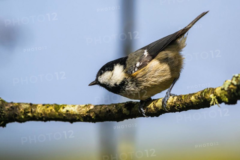 Coal Tit, Periparus ater, bird in forest at winter sun