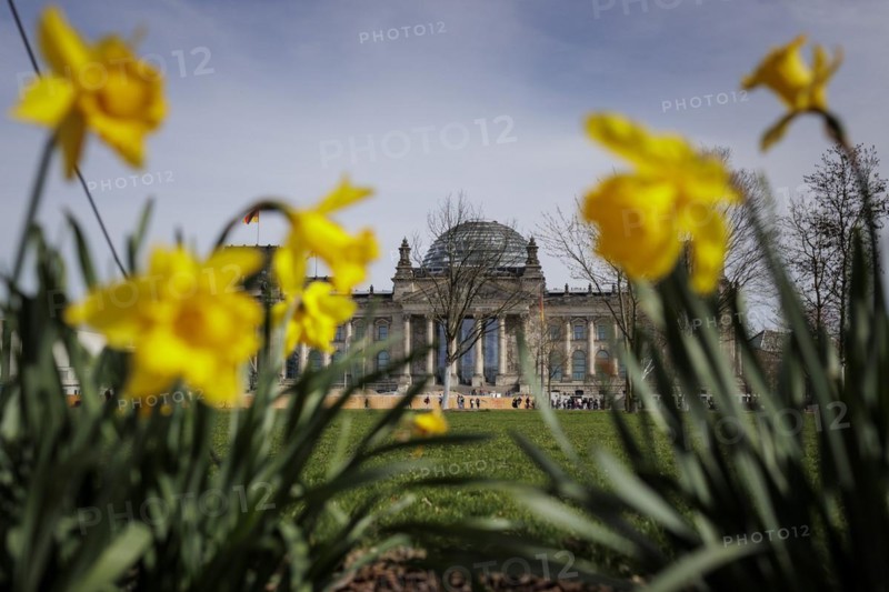 Daffodils bloom in front of the German Bundestag in Berlin, 27.03.2024. According to weather forecasts, highs of around 22 degrees are expected at Easter