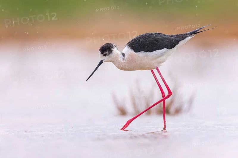 Black-winged Stilt (Himantopus himantopus) Family of Avocets, female, searching for food in the mud, shallow water zone, Toledo, Spain, Europe