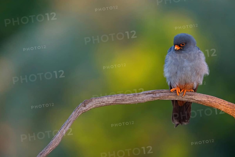 Red-footed Falcon, (Falco vespertinu), perching station, falcon family, Tower Hide, Tiszaalpár, Kiskunsági National Park, Bács-Kiskun, Hungary, Europe