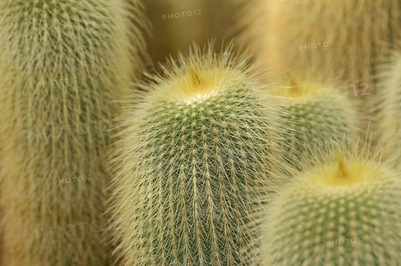 Cactus (Notocactus leninghausii, Parodia leninghausii), native to Brazil
