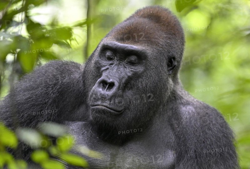 Western lowland gorilla (Gorilla gorilla gorilla) with closed eyes, male, silverback, Baï-Hokou, Dzanga-Ndoki National Park, Unesco World Heritage Site, Dzanga-Sangha Complex of Protected Areas (DSPAC), Sangha-Mbaéré Prefecture, Central African Republic, Africa