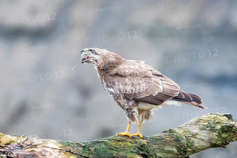 Common buzzard (Buteo buteo) Germany