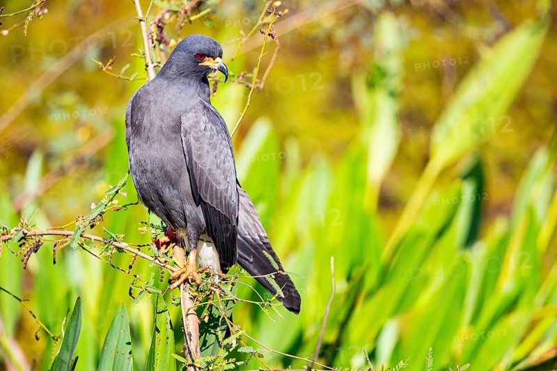 Snail Buzzard (Rostramus sociabilis) Pantanal Brazil