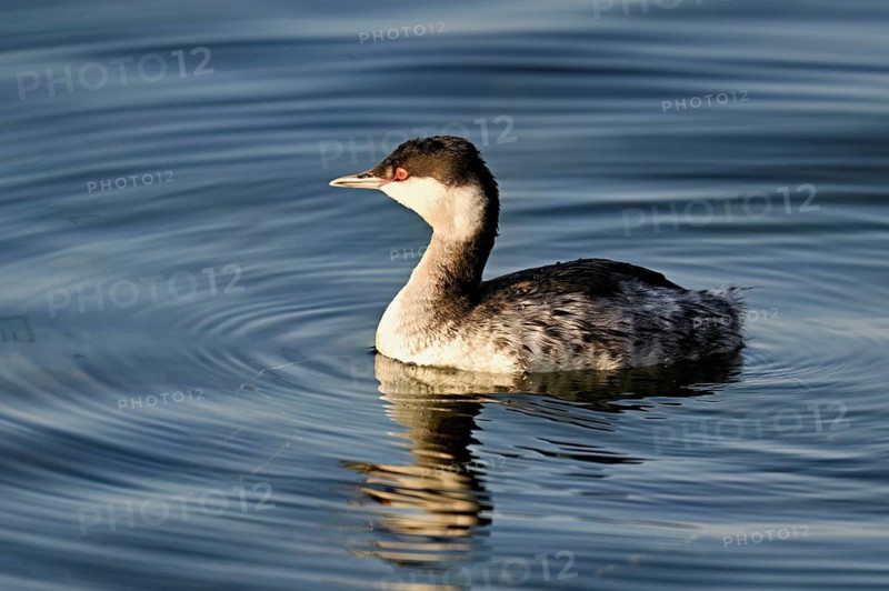 Slavonian grebe (Podiceps auritus), adult, in a white plumage, winter plumage, swimming in Lake Zug, Switzerland, Europe