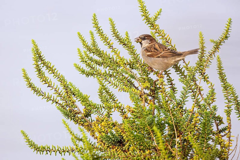 House sparrow (Passer domesticus) foraging, Faro, Algarve, Portugal, Europe