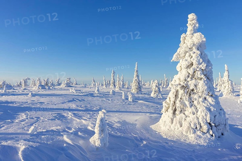 Tykky forest, snow covered spruce trees on the taiga in winter, Riisitunturi National Park in Finnish Lapland near Posio, Koillismaa, Finland, Europe