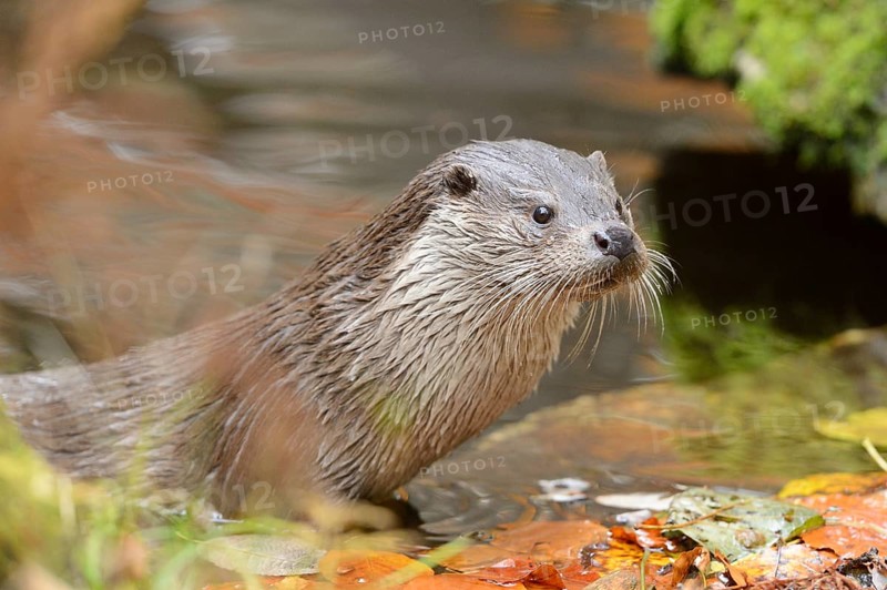 Close-up of a European otter (Lutra lutra) in autumn in the bavarian forest
