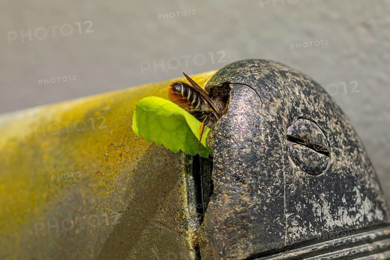 Close-up of a leafcutter bee (Megachile) crawling with a leaf into an old, rusty metal object, Ternitz, Lower Austria, Austria, Europe