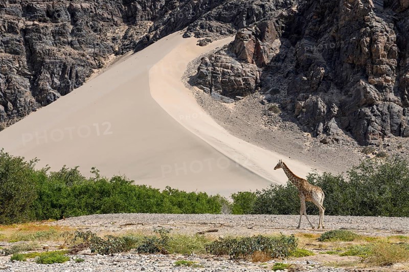 Angola giraffe (Giraffa camelopardalis angolensis) in front of a dune, Hoanib dry river, Kaokoveld, Kunene region, Namibia, Africa