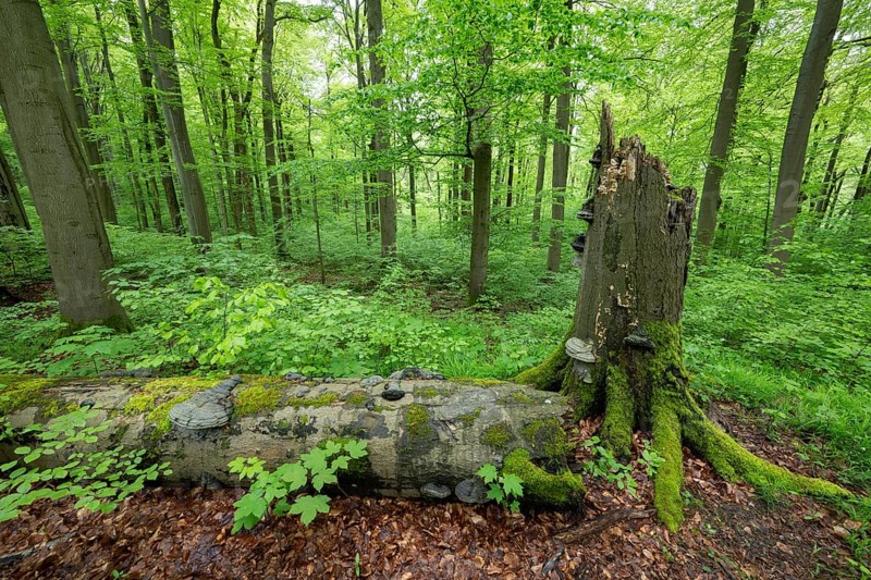 Near-natural deciduous forest, copper beech (Fagus sylvatica) deadwood overgrown with moss and tinder fungus (Fomes fomentarius), Hainich National Park, Thuringia, Germany, Europe