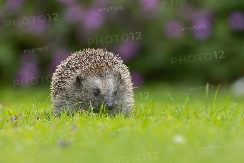 European hedgehog (Erinaceus europaeus) adult animal on an urban garden grass lawn, England, United Kingdom, Europe