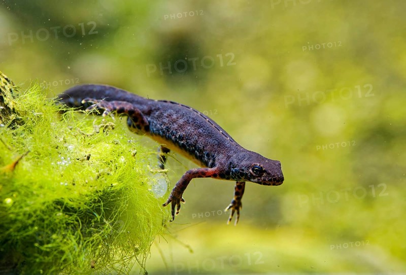 Alpine newt (Ichthyosaura alpestris), True salamander, tailed amphibian, captive, distribution in parts of Europe, including the Alps