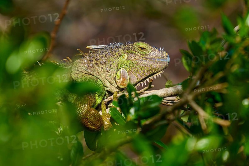 Common green iguana (Iguana iguana), on meadow, Pembroke Pines, Florida, USA, North America
