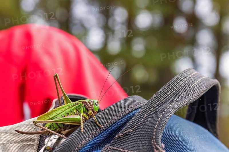 Green grasshopper sitting on a backpack