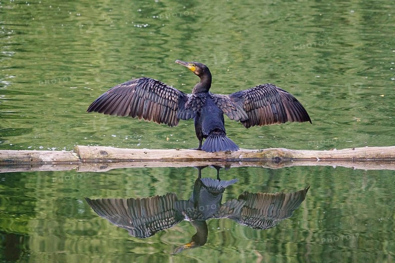 Great cormorant (Phalacrocorax carbo), June, Germany, Europe