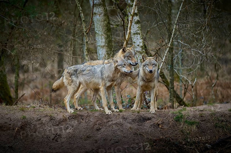 Three gray wolves (Canis Lupus), standing in the winter forest in front of birch trees and looking at each other attentively, Germany, Europe