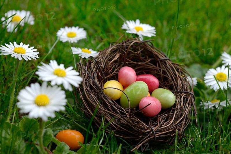 Sugar eggs in an Easter nest in the meadow with daisies