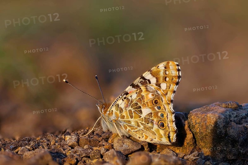 Thistle butterfly, (Vanessa cardu), Syn. Cynthia cardui, butterfly, Kaiserstuhl, Baden-Württemberg, Germany, Europe