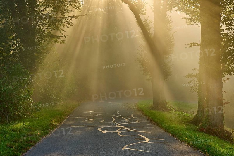 Enchanted forest road at sunrise, rays of light break through the trees in a misty atmosphere, Großheubach, Miltenberg, Spessart, Bavaria, Germany, Europe