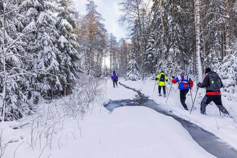 Group of people hiking in deep snow on a path by a frozen creek in a spruce forest. Sweden
