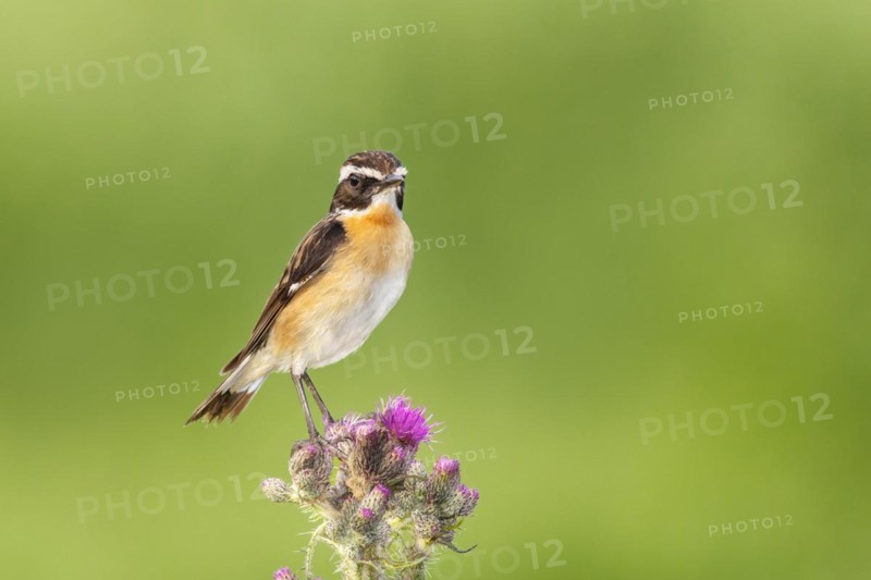 Whinchat (Saxicola rubetra), male standing on marsh thistle (Cirsium palustre), songbirds, animals, birds, North Rhine-Westphalia, Germany, Europe