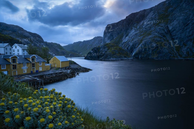 View of Nusfjord with yellow or ochre-coloured and white houses by the sea, mountains in the background. Yellow flowers in the foreground. At night at the time of the midnight sun. Cloudy sky. Long exposure with blurred clouds. Early summer. Nusfjord, Flakstadoya, Lofoten, Norway, Europe