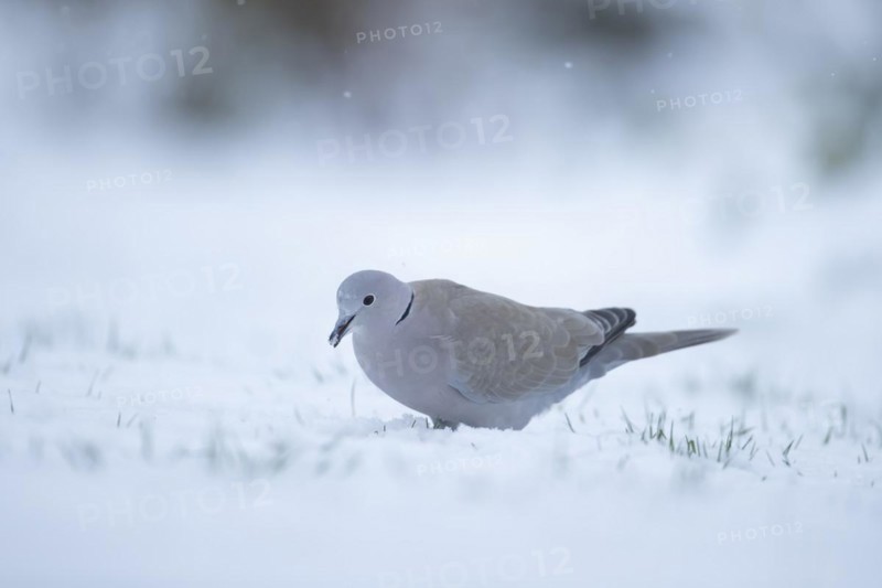 Eurasian collard dove Streptopelia decaocto adult bird feeding on a snow covered garden lawn in winter, England, United Kingdom, Europe