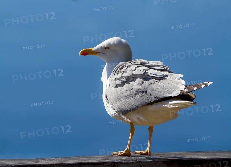 Mediterranean gull (Larus michahellis), Gibraltar, British territory in southern Spain, Europe