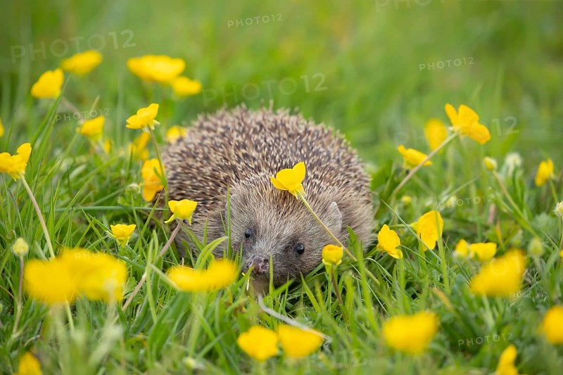 European hedgehog (Erinaceus europaeus) adult in a spring meadow with flowering Buttercup plants, England, United Kingdom, Europe