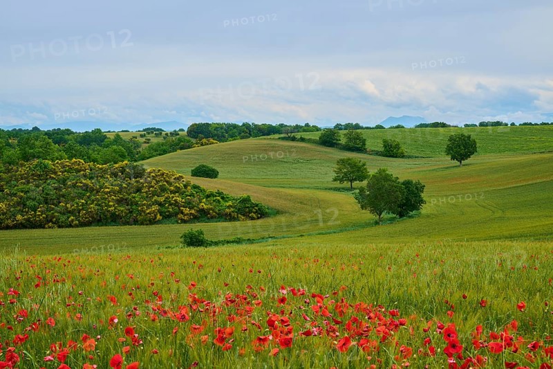 Green, hilly landscape with poppies (papaver) in the foreground and scattered trees under a cloudy sky, Somme-Valensole, Alpes-de-Haute-Provence, Provence-Alpes-Cote d'Azur, France, Europe