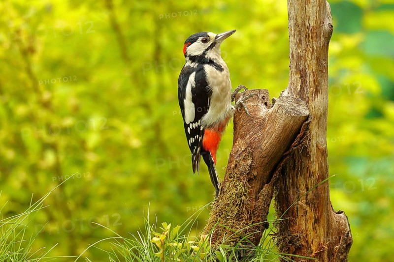 Great spotted woodpecker (Dendrocopos major) male sitting on dead wood in the forest, Animals, Birds, Woodpeckers, Wilnsdorf, North Rhine-Westphalia, Germany, Europe