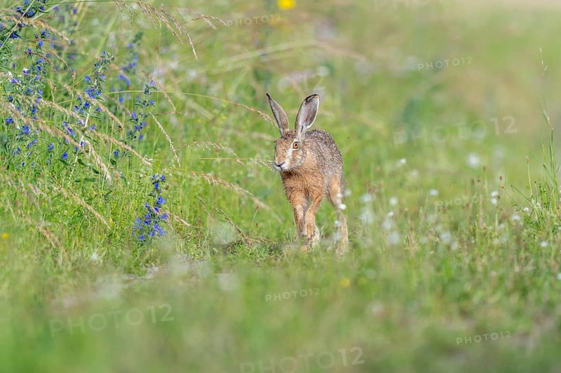European hare (Lepus europaeus) Brown hare in motion hopping in a meadow. Kaiserstuhl, Freiburg im Breisgau, Baden-Württemberg, Germany, Europe