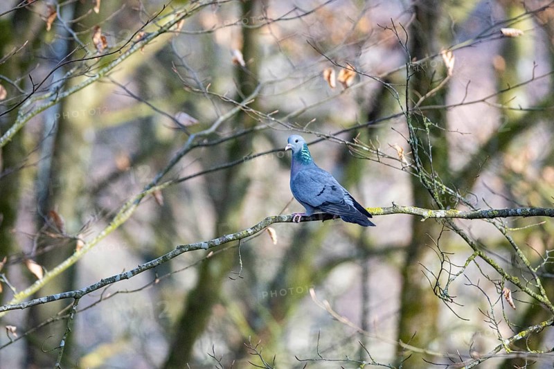 Stock Dove (Columba oenas) Germany