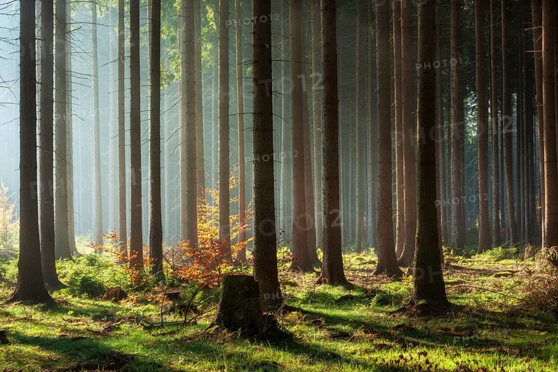 Spruce forest in autumn with fog, sun shining through the tree trunks, beech with autumn leaves, Harz foreland, Saxony-Anhalt, Germany, Europe