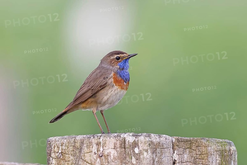 Bluethroat (Luscinia svecica cyanecula), male, on a pasture fence post, wildlife, Lembruch, Ochsen Moor, Dümmer nature park Park, Lower Saxony, Germany, Europe