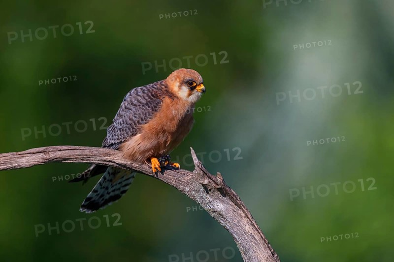 Red-footed Falcon, (Falco vespertinu), perching station, falcon family, Tower Hide, Tiszaalpár, Kiskunsági National Park, Bács-Kiskun, Hungary, Europe