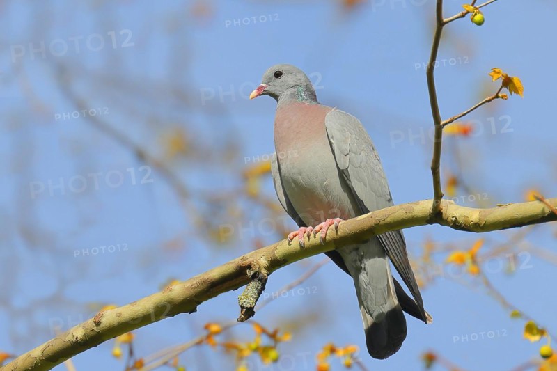 Stock Dove (Columba oenas) sitting on a branch, blue sky, Rosensteinpark, Stuttgart, Baden-Württemberg, Germany, Europe